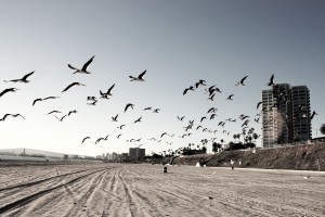 Long_Beach_California_Birds